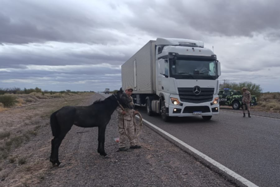Aplicarán multas millonarias a dueños de ganado suelto en las rutas