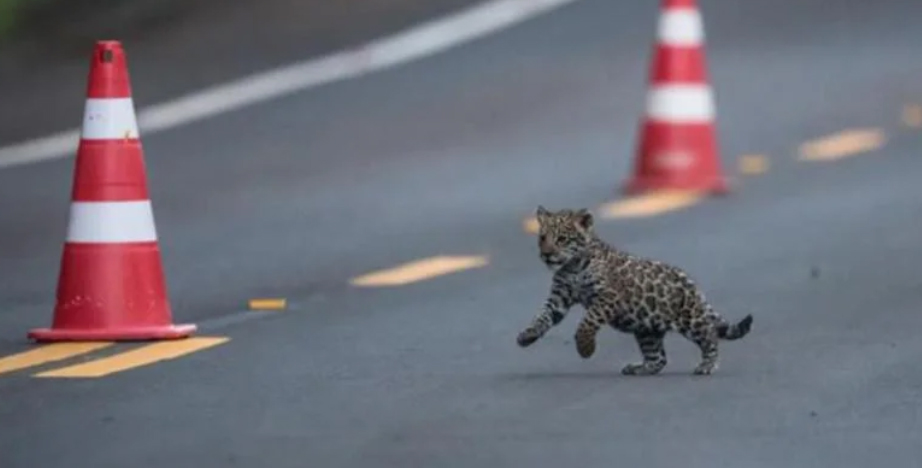 Jornada de seguridad vial y medio ambiente en el Parque Iguazú