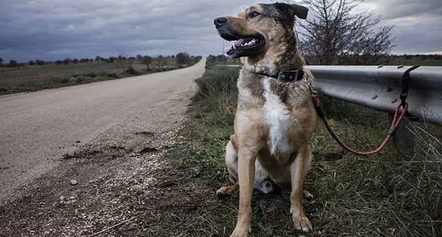 Crece el abandono de mascotas durante el verano en las rutas
