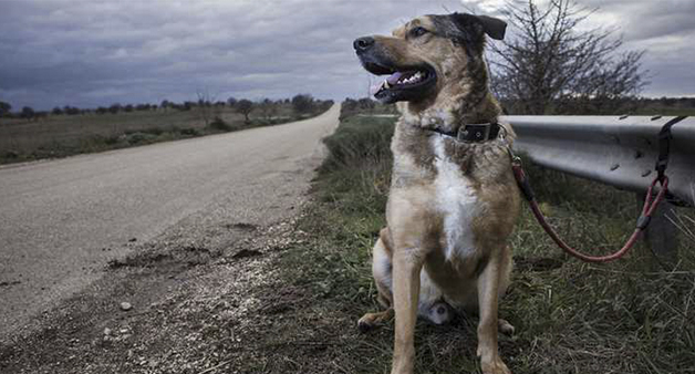  Abandono de mascotas: 8 de cada 10 personas cree que se acentúa en las vacaciones